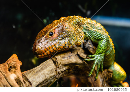 lizard 101680935