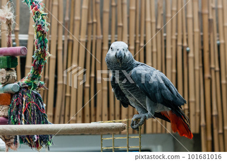 Parrot Jaco sits on a cage 101681016
