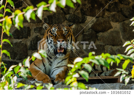 Tiger resting in the shade close up Tiger resting in the shade close up 101681032