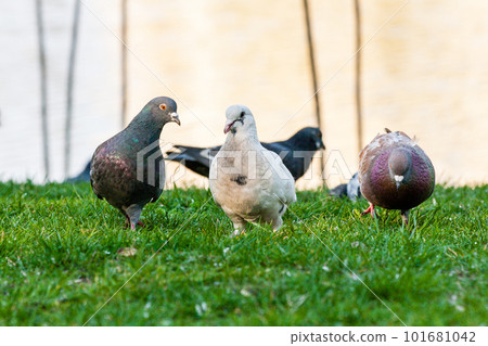 Pigeons walk on the grass Pigeons walk on the grass 101681042