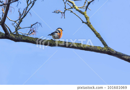 Male Eurasian bullfinch on a tree branch in early spring Male Eurasian bullfinch on a tree branch in early spring 101681069