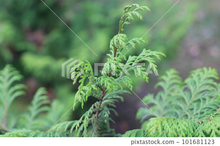 a thuja close up. thuja branch background 101681123