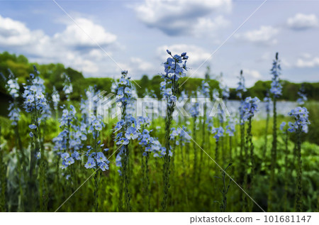 Lovely veronica chamadris - blue flowers in spring against blurred sky 101681147