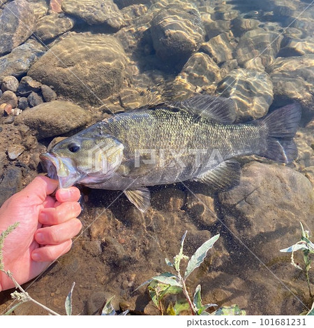 釣到小口黑鱸 101681231