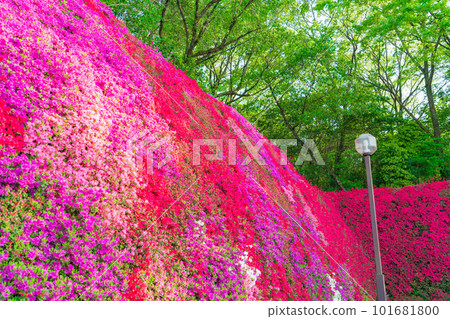 Tsudoi no Oka, Kirishima Azalea in full bloom <Toyota City, Aichi Prefecture> 101681800