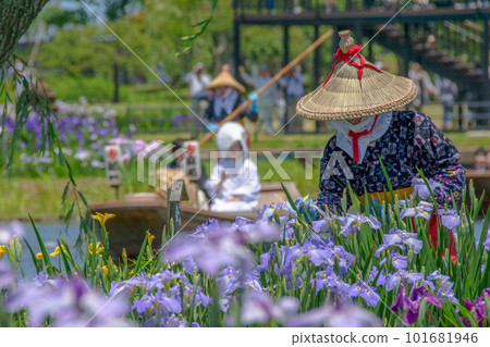 A woman picks flowers in a hanagasa hat while the wedding boat passes [Suigo Sawara Ayame Festival] 101681946