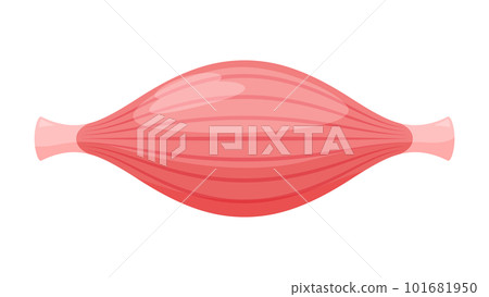 cute muscle illustration 101681950