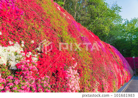 Tsudoi no Oka, Kirishima Azalea in full bloom <Toyota City, Aichi Prefecture> 101681983