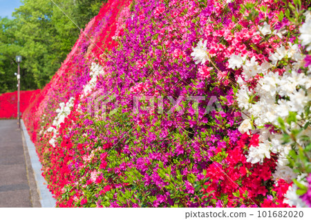 霧島杜鵑花盛開的津土井之丘<愛知縣豐田市> 霧島杜鵑花盛開的津土井之丘<愛知縣豐田市> 101682020