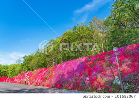 霧島杜鵑花盛開的津土井之丘<愛知縣豐田市> 101682067