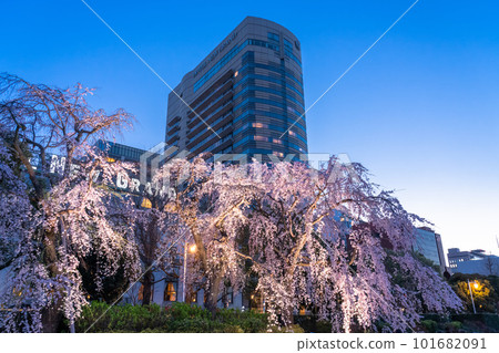 "Kanagawa Prefecture" Weeping cherry blossoms in Yamashita Park, Yokohama in spring 101682091