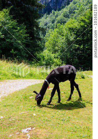 Alpaca grazing in green alpine meadow in Switzerland Alpaca grazing in green alpine meadow in Switzerland 101682189