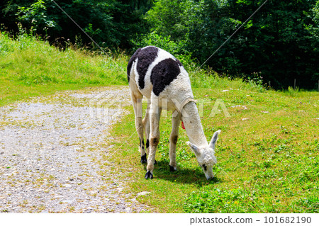 Alpaca grazing in green alpine meadow in Switzerland Alpaca grazing in green alpine meadow in Switzerland 101682190