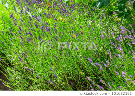 Beautiful blooming lavender on the flowerbed in the garden Beautiful blooming lavender on the flowerbed in the garden 101682191