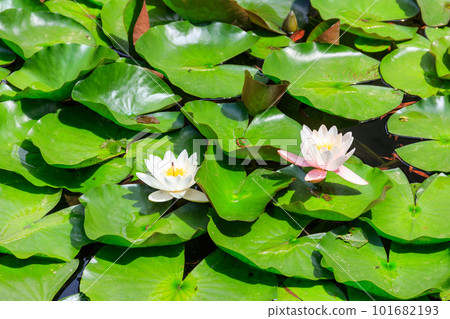Beautiful water lily (Nymphaea) in a lake Beautiful water lily (Nymphaea) in a lake 101682193