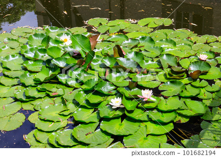 Beautiful water lily (Nymphaea) in a lake Beautiful water lily (Nymphaea) in a lake 101682194