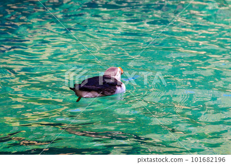 Atlantic puffin (Fratercula arctica), also known as the common puffin Atlantic puffin (Fratercula arctica), also known as the common puffin 101682196