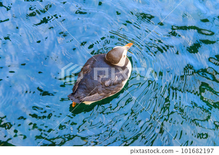Atlantic puffin (Fratercula arctica), also known as the common puffin Atlantic puffin (Fratercula arctica), also known as the common puffin 101682197
