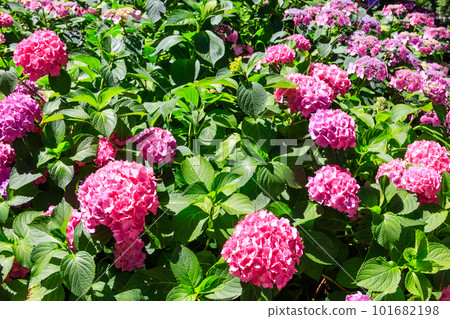 Pink hydrangea or hortensia in a garden Pink hydrangea or hortensia in a garden 101682198