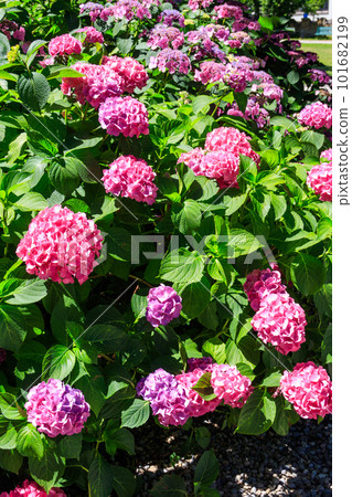 Pink hydrangea or hortensia in a garden 101682199