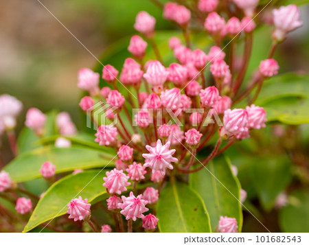 形狀像五彩紙屑的 Kalmia 芽 101682543