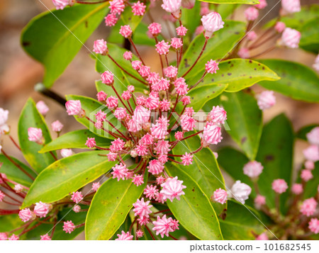 形狀像五彩紙屑的 Kalmia 芽 101682545