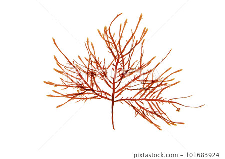 Gelidium sesquipedale red algae or rhodophyta isolated on white 101683924