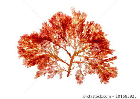 Plocamium cartilagineum red algae isolated on white 101683925