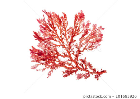 Rhodophyta red algae branch isolated on white 101683926