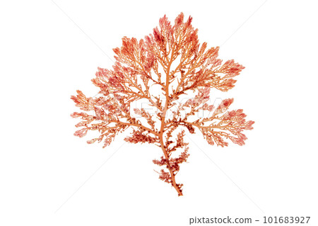 Red seaweed or rhodophyta branch isolated on white Red seaweed or rhodophyta branch isolated on white 101683927