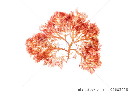 Branchy red algae or rhodophyta isolated on white Branchy red algae or rhodophyta isolated on white 101683928