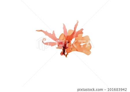 Rhodymenia pseudopalmata red seaweed isolated on white 101683942