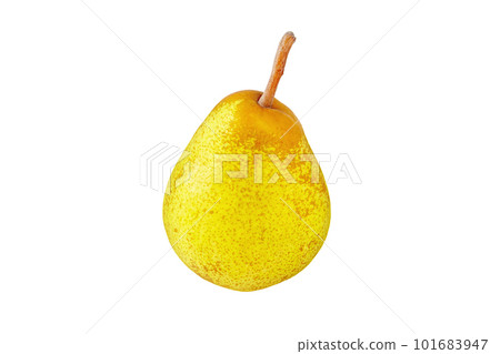 Rocha pear whole fruit isolated on white Rocha pear whole fruit isolated on white 101683947