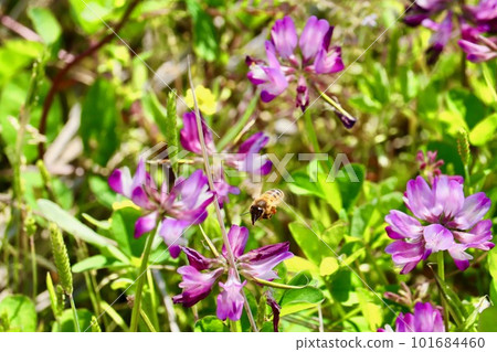 一隻蜜蜂在蓮花間飛舞 一隻蜜蜂在蓮花間飛舞 101684460