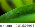 Drop water green leaf grass background 101684904