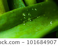 Drops water green leaf grass background 101684907