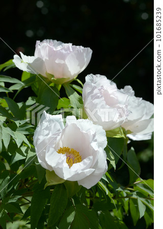 bride button flower 101685239