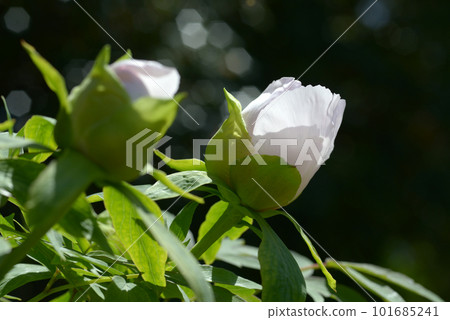 bride button flower bride button flower 101685241