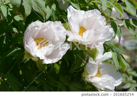 曉雪鈕扣花 101685254