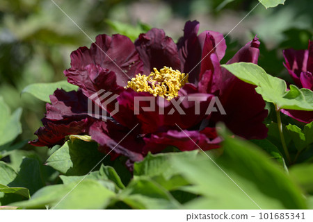 Kuroyoshi button flower 101685341