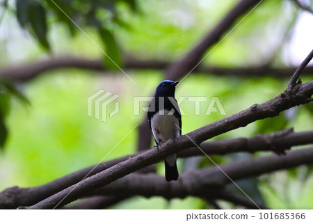 Ooruri that stops on a branch 101685366