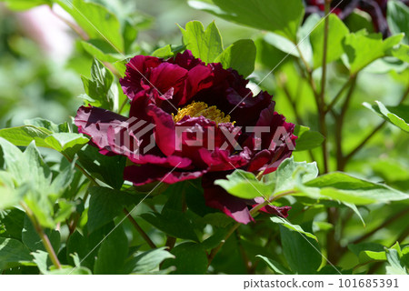 Kuroyoshi button flower Kuroyoshi button flower 101685391