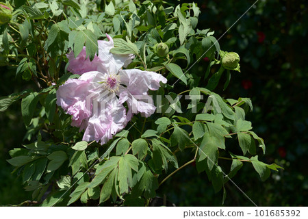 Tokiwazu Button Flower 101685392