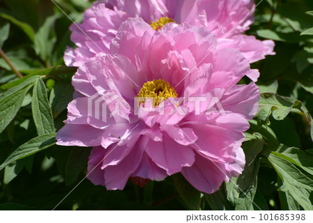 Chidori Dance Button Flower 101685398