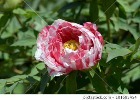 Shimanishiki Button Flower 101685454