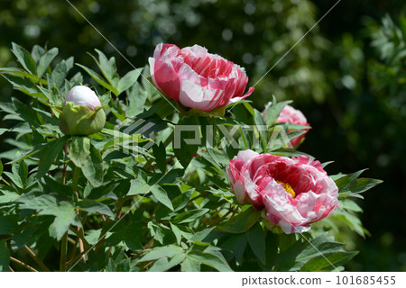 Shimanishiki Button Flower 101685455