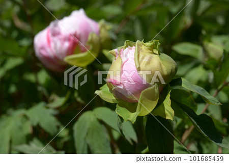 Shimanishiki Button Flower 101685459