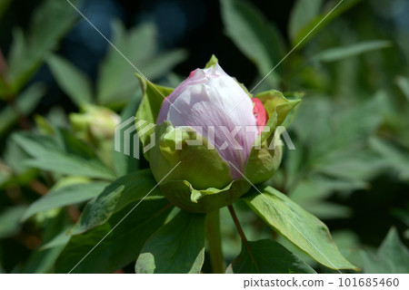 Shimanishiki 芽鈕扣花 101685460