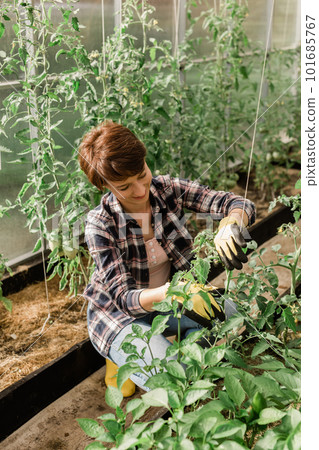 Young smiling agriculture woman worker in greenhouse working, fixation tomatoes in greenhouse. Garden work and spring season 101685767