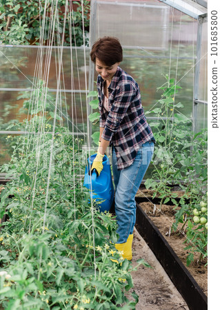 Watering vegetable garden. A woman gardener in gloves waters beds with organic vegetables. Caring for tomatoes plants in home greenhouse. 101685800